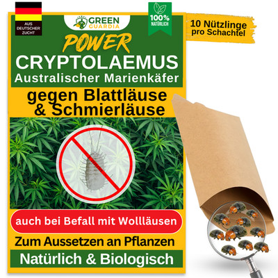 Australischer Marienkäfer gegen Schmierläuse & Wollläuse, Wollläuse bekämpfen