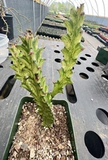 Euphorbia mayurnathanii f. variegata, succulent