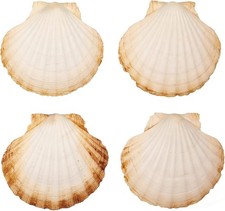 Große Natürliche Muschelschalen Jakobsmuscheln Muscheln 10x11 cm Paket 4