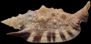 Strombidae Euprotomus Aratrum - 82.63 mm - Beautiful Specimen