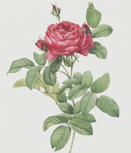 A Sampling of Roses by Redoute's 3 Counted Cross Stitch Charts Patterns - Picture 2 of 6
