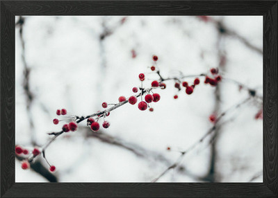 Berries On Branch Framed Wall Art Poster Canvas Print Picture