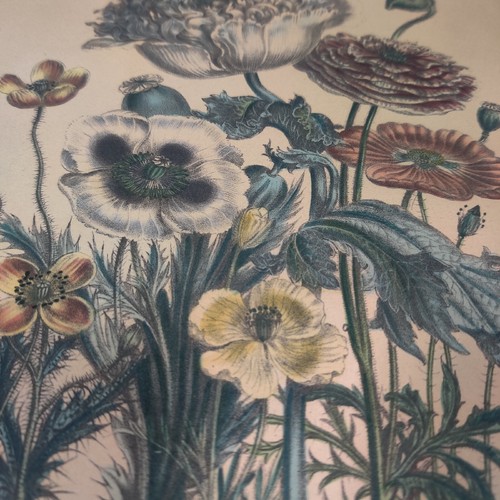 Antique Botanical Original Poppies Print Day & Haghe 19th Century - Picture 3 of 4