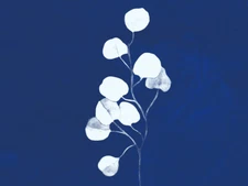 Cobalt Botanics Plant Eucalyptus Watercolour Wall Art Print Framed 12x16