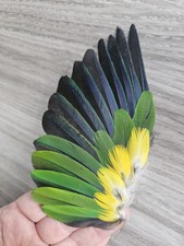 Handschwinge 💛💚💙🖤 Räucherfächer Papagei Feder Fächer Deko Engel Flügel