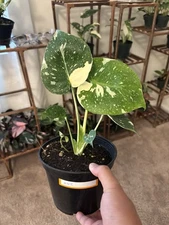 Monstera Thai Constellation 6’’ Pot Live Plant #N2