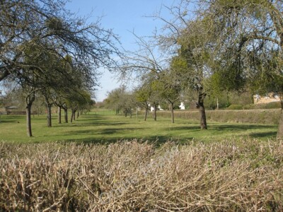 Foto 6x4 Obstgarten vor Sparrow Lane Gorsley Blick nach Westen. Viel Mistel i c2010