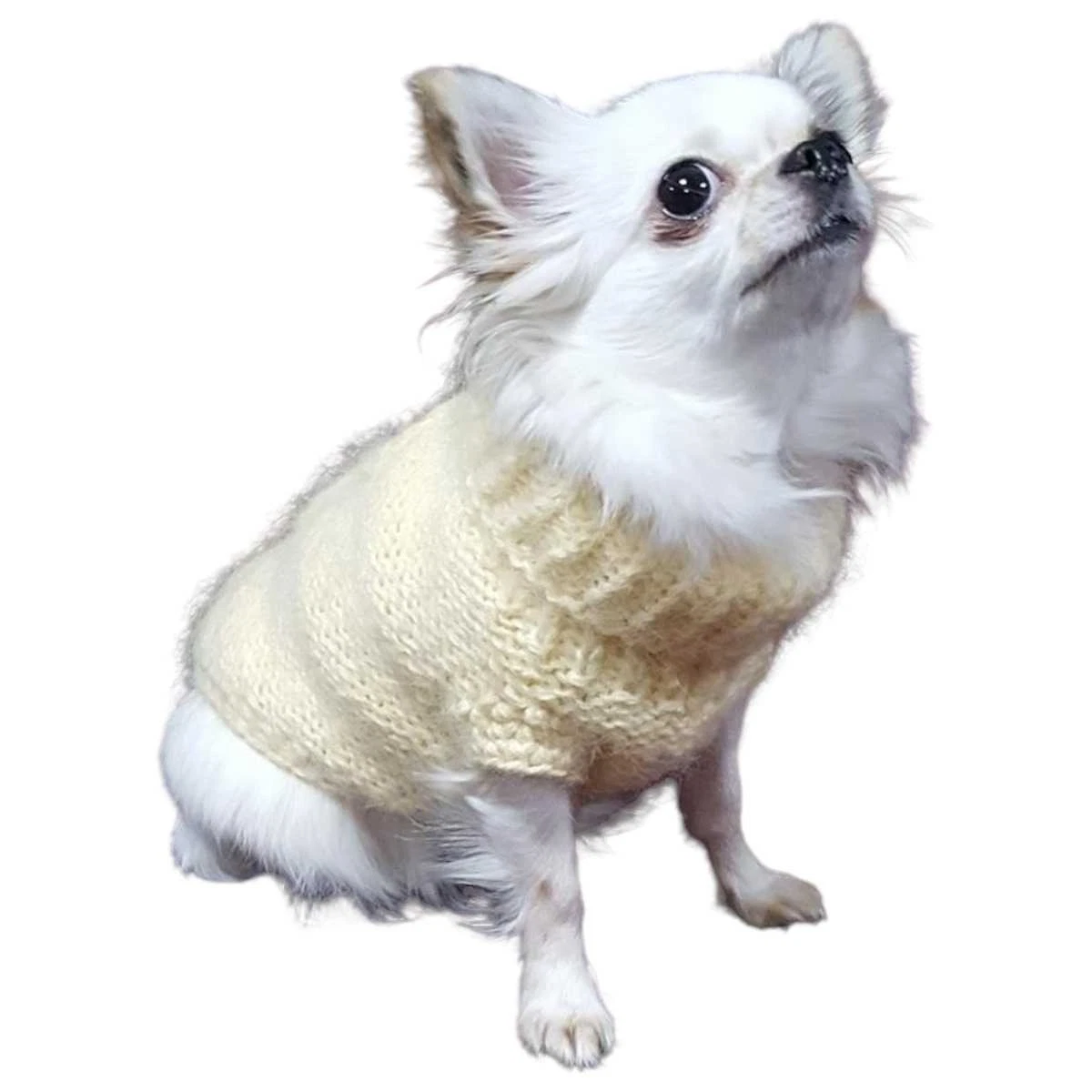 Hundebekleidung Chihuahua online kaufen | eBay.de