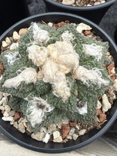 Ariocarpus hintonii Godzill succulent cactus selfroot Garden Décor Boutique