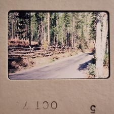 1970s Yellowstone National Park Snapshot Photo, Forest Road, Timber Fence