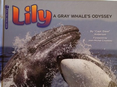 Lily - A Gray Whale's Odyssey