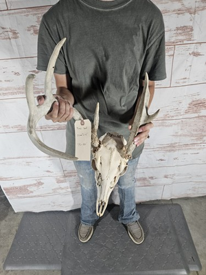 #ad #ad Freak 7 Point Whitetail Deer Antler Rack Horn Skull European Mount Man Cave $109.00