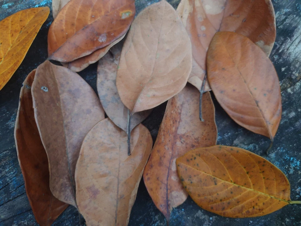 1000 hojas secas de JackFruit biopelícula orgánica peces camarones acuario natural Foto 2 de 4
