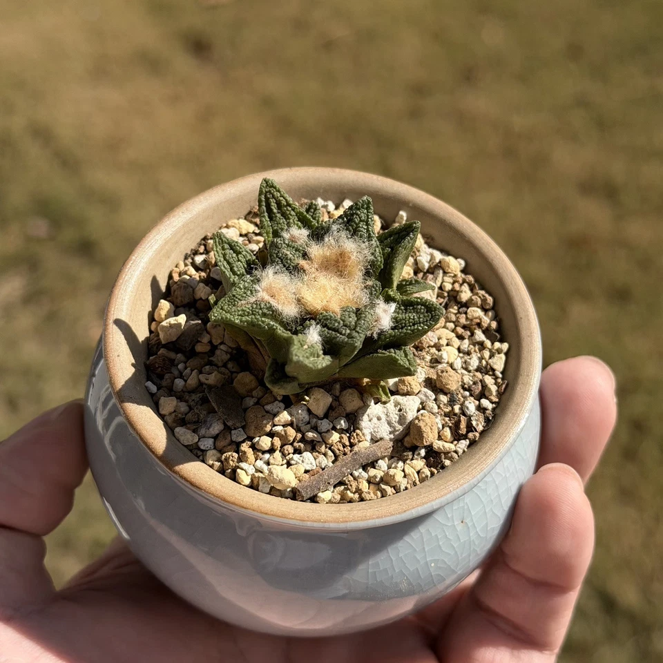 Ariocarpus Hintonii seed grown rare cactus - Image 3 of 4