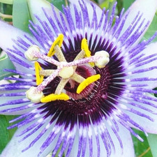 Passiflora 'Damsel's Delight' Passion Flower Hardy Shrub Climber Plant in Pot