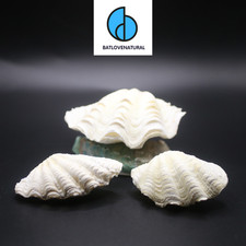 Ocean Giant Clam Shell- 1 shell 23-24 cm, 1 shell 19-20 cm, 1 shell 16-17 cm