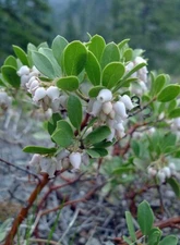 Arctostaphylos nevadensis | Pinemat Manzanita | 10 Seeds