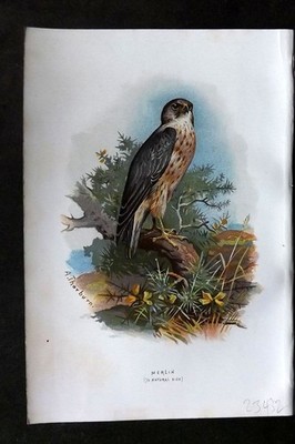 Swaysland & Thorburn 1883 Antique Bird Print. Merlin