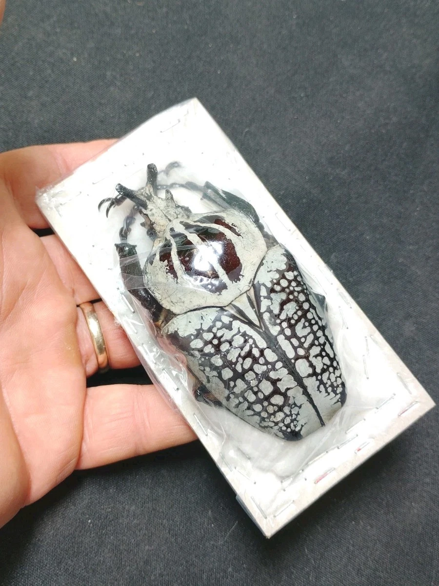 Goliathus Beetle for sale | eBay