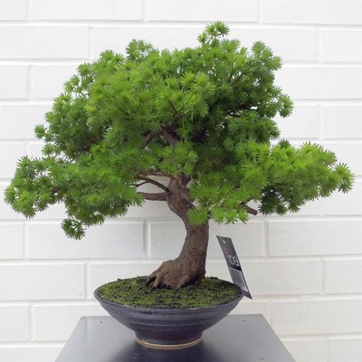 Künstlicher Luxus Kiefer Bonsai Baum 50cm Grün Realistisch Faux Indoor Home Office