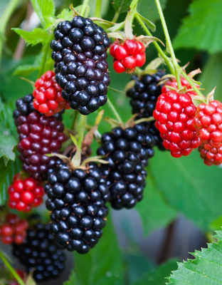 #ad 1 Apache Thornless Blackberry Starter Plug Rubus fruticosus $13.50