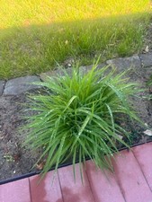 STELLA DAYLILIES - Golden Yellow - 10 PLUMPs - Bare root plants