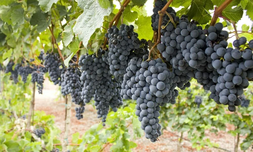 Wine grape vine top