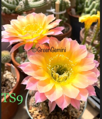 TS9 Echinopsis Hybrids Rooted pup Cactus Succulents | eBay