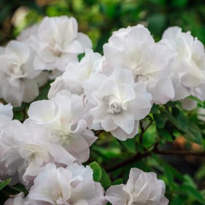 ~HARDY GARDENIA~Azalea Rhododendron Deciduous Starter Plant~~DOUBLE WHITE  BLOOMS | eBay