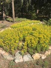 Handcrafted Colorado Grown Rhodiola Tincture 1 Oz Similar Wild American Ginseng