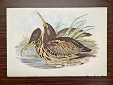 JOHN GOULD 1848 Original FOLIO Lithograph 'Australian Bittern' Unframed EXC