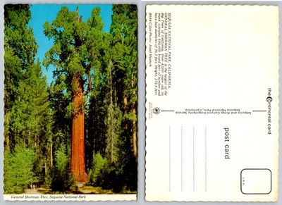 General Sherman Tree Sequoia National Park CA Vintage Postcard Josef Muench