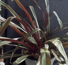 Bromeliad Aechnea- Jackson- Deep purple- fast clumping plant.