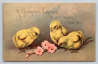 A Glorious Easter Chicks & Pink Blossoms Gibson Art Co. Postcard Holyoke MA