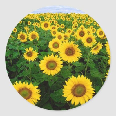 FIELD FLOWERS SUNFLOWER  handmade 1'' pendant Silver 20'' Necklace gift wedding 