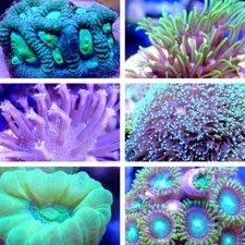 Coral Frag Value Pack!! Multiple Sizes to Choose From, Click to See Them All!