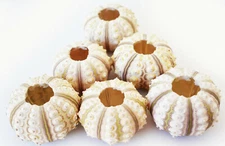 12 Small Sputnik Sea Urchin Shells 1.5-2" Beach Craft Ocean Art Coastal Nautical