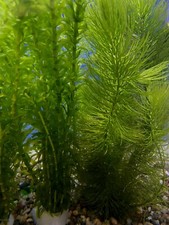 2 Elodea PLUS 2 Hornwort - Freshwater Live Aquatic Aquarium And Pond Plants