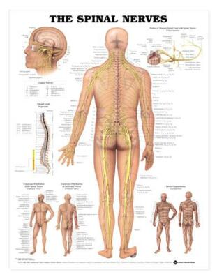 SPINAL NERVES Laminated Wall Chart 20'' x 26'' Classroom/Professional LFA #98024 *