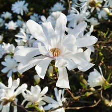 Magnolia stellata 'Royal Star' Double White Scented Flowers in 9cm