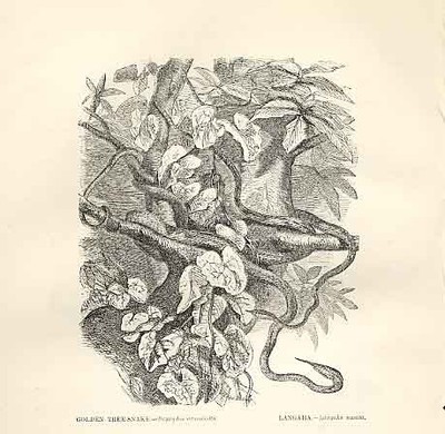 Original Old Antique Print Gen Tree Snake Langaha 1862 Wood'S Natural History