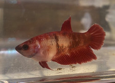 Live Betta Fish - Female - Half Moon
