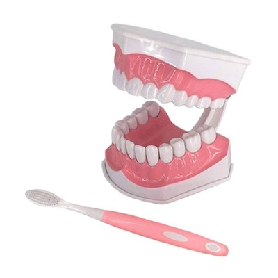 Standard Teeth Model with Denture Toothbrush Kids Dental Teaching Study Supplies