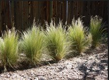 6 x Mexican Feather Grass (Nassella tenuissima)' | Large Plug Plan