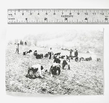 Vintage Black Americana Photo Workers in Field Unusual and Rare 3 1/2 x 5"