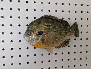 Pumpkinseed Reproduction. Fish Taxidermy. Wildlife Art. Bluegill Fishing