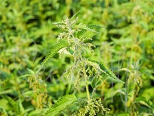 5000 semi ortica comune (Urtica dioica) erba selvatica officinale STINGER NETTLE