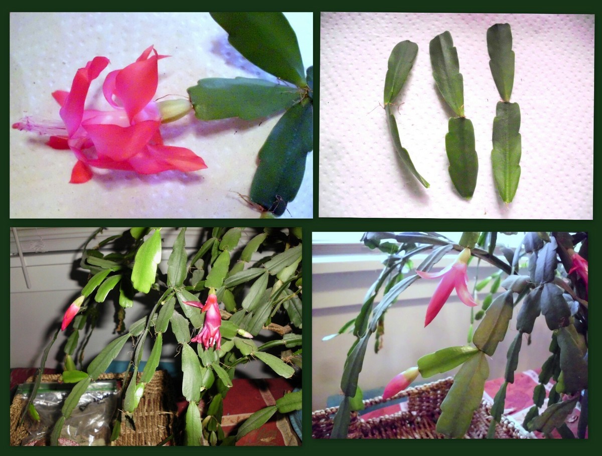 Christmas Cactus Cuttings - Schlumbergera Bridgesii Pink, 3 Fresh Segments  | eBay