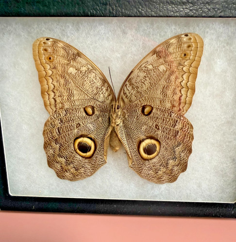 Owl Eye Butterfly Pinned in Mirror Box Private Collection