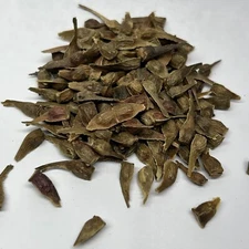 Korean Maple Bonsai Tree Seed Pack Acer Pseudosieboldianum